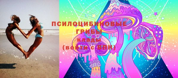 прущие грибы Новозыбков